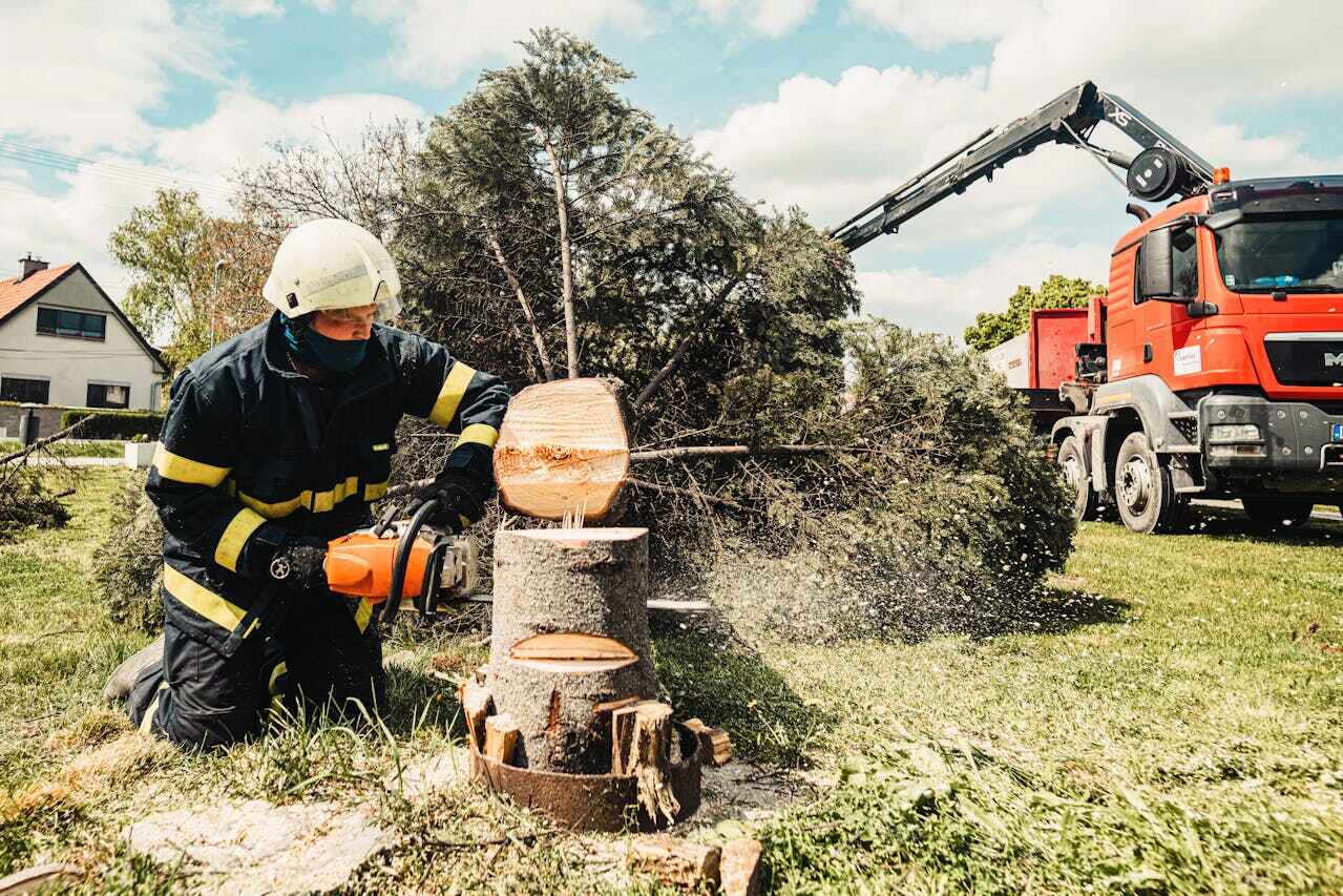  Madeira Beach, FL TreeGuard Tree Service Pros